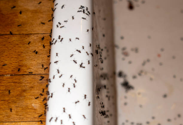 Best Flea Control Services  in Salt Creek Commons, IN